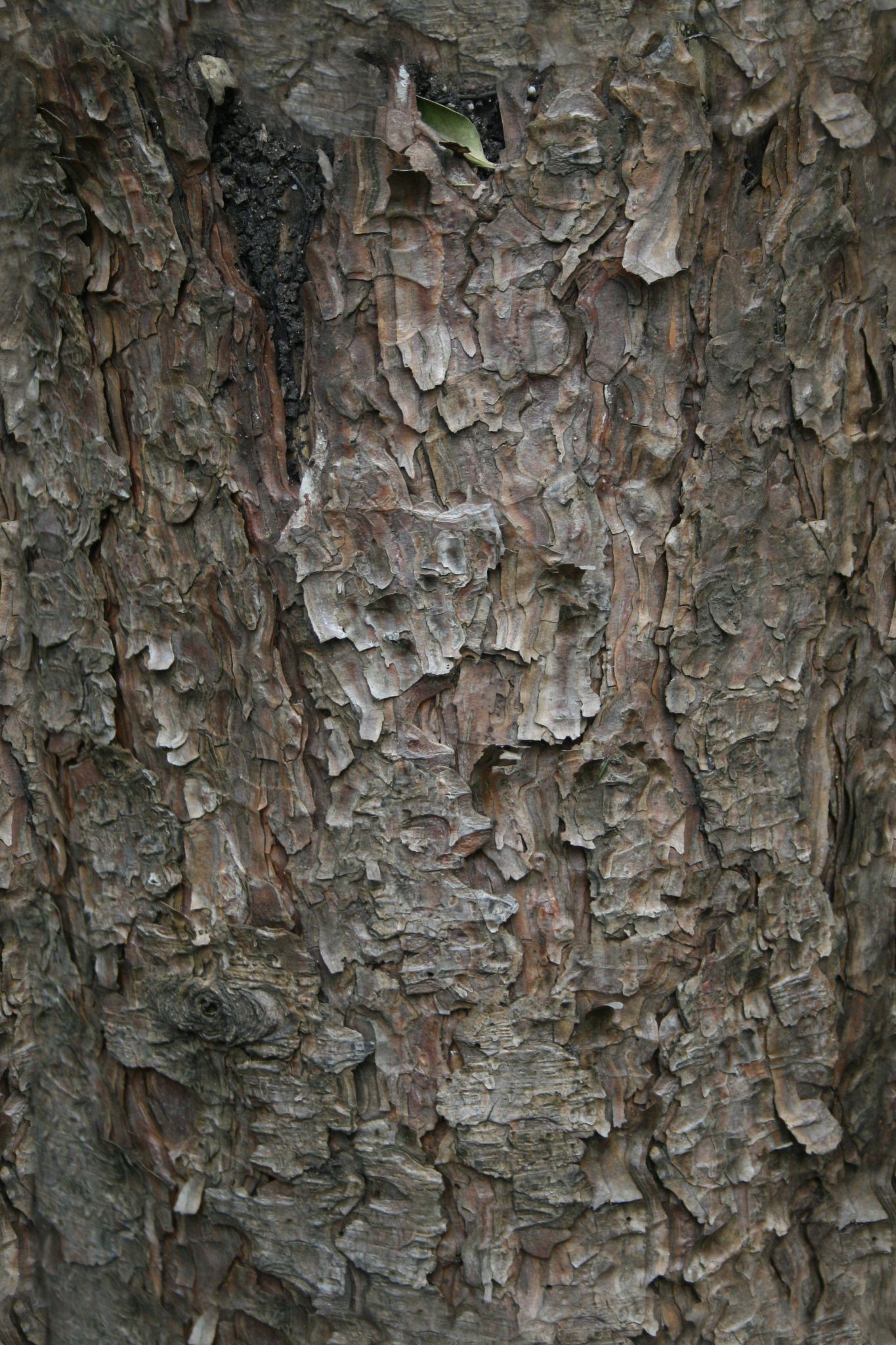 Tree Bark — Architextures