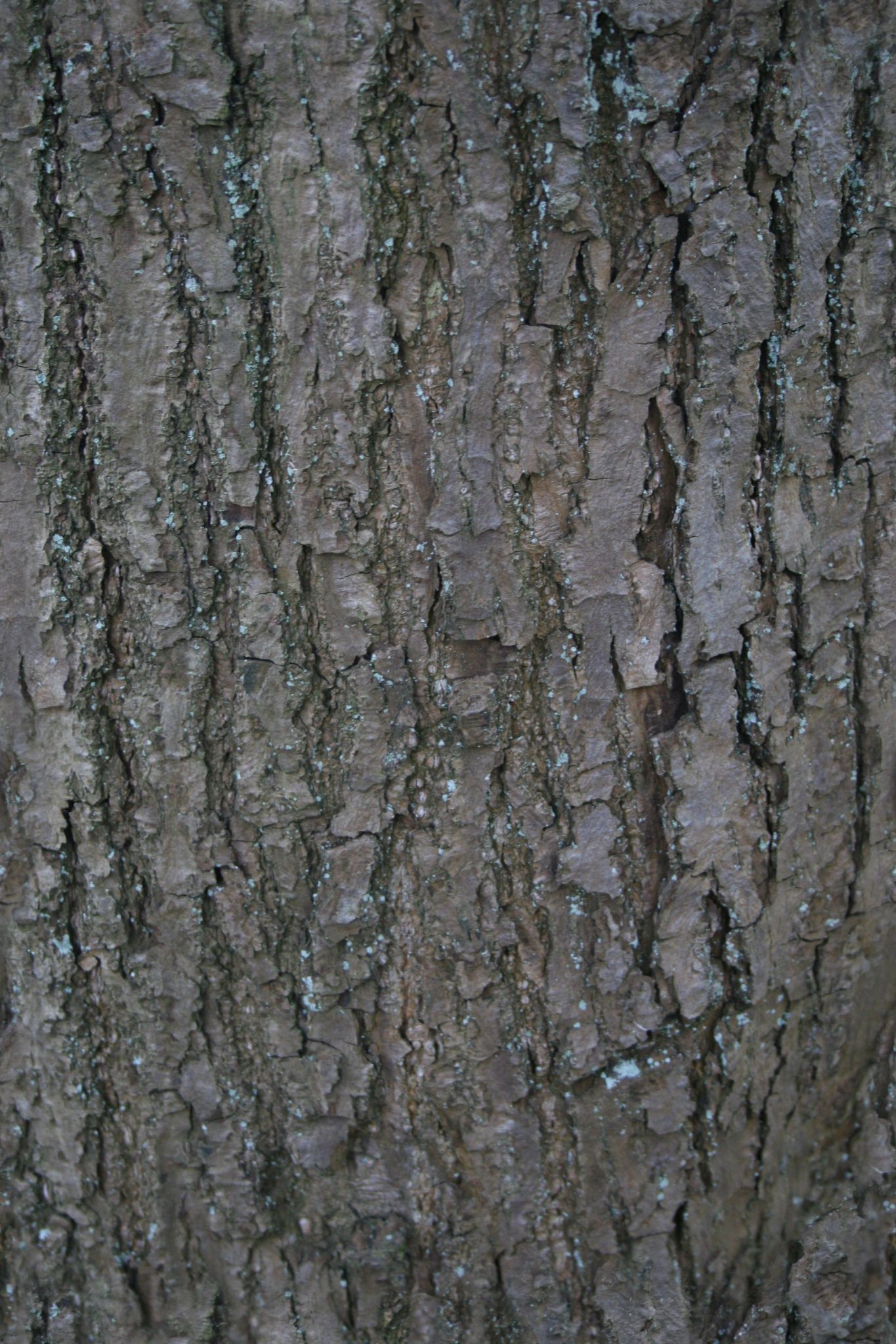 Tree Bark — Architextures