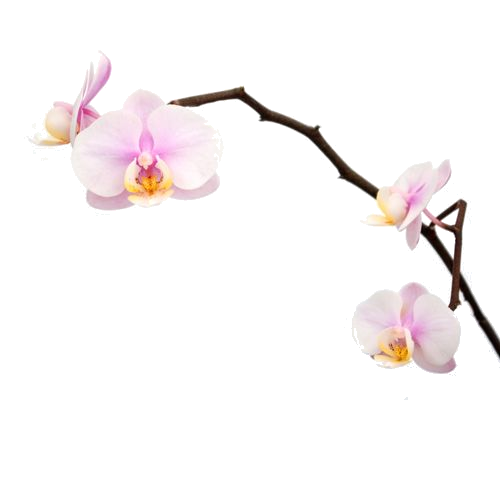 Orchid | OpenGameArt.org