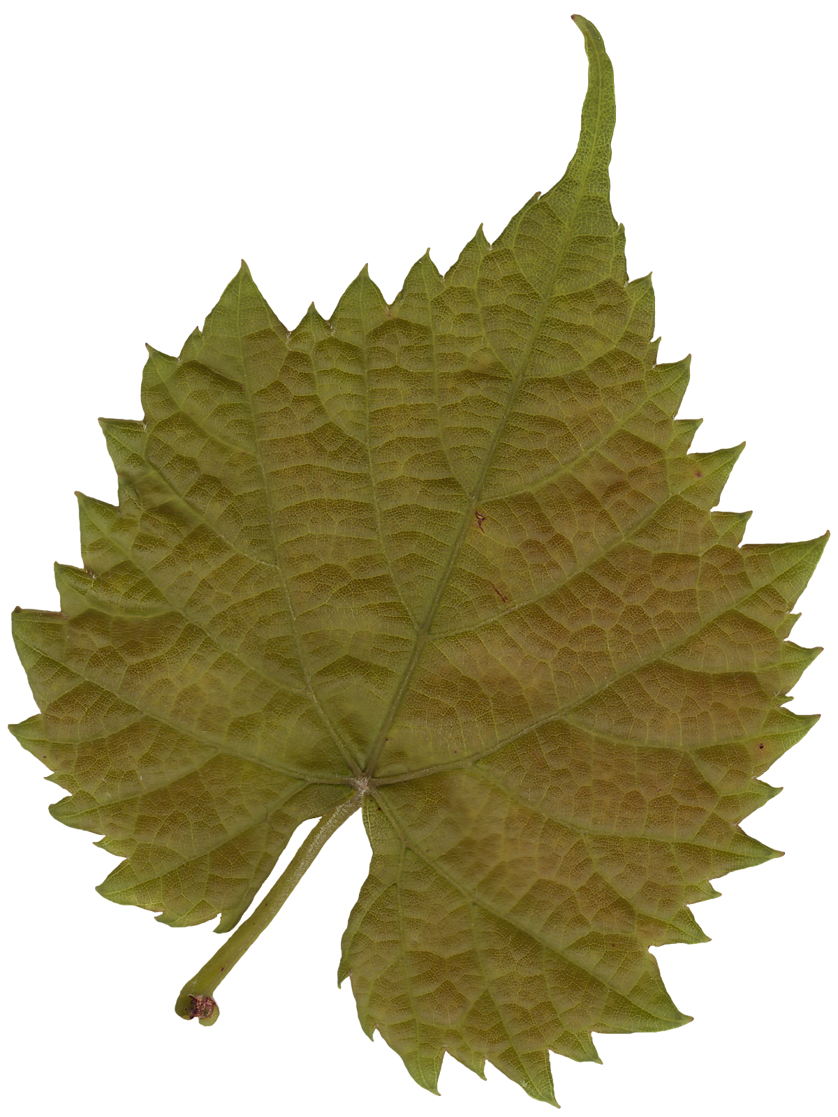 plant textures - leaf_03.png | OpenGameArt.org