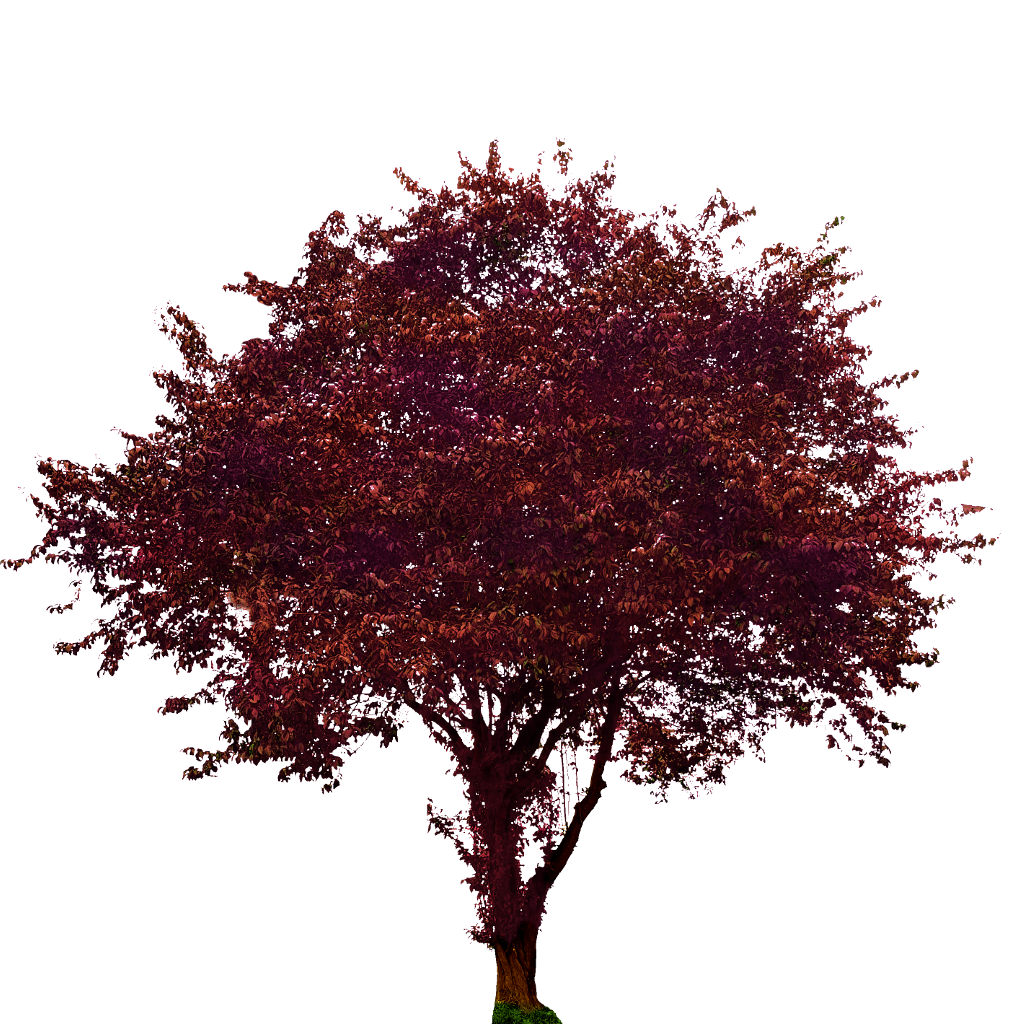 Purple Leaf Plum Tree | OpenGameArt.org