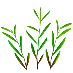 Stylized Grass and Bush Textures - grassbrushcc003.png | OpenGameArt.org