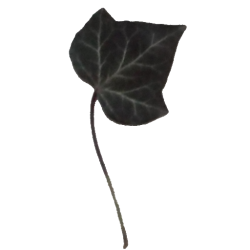 Ivy leaves - ivy_leaf_01_b.png | OpenGameArt.org