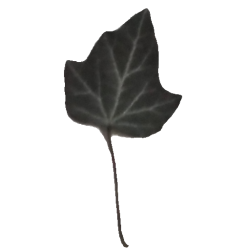 Ivy leaves - ivy_leaf_01_c.png | OpenGameArt.org