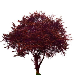 Purple Leaf Plum Tree OpenGameArt org
