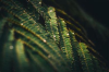 Zxidenbel's picture