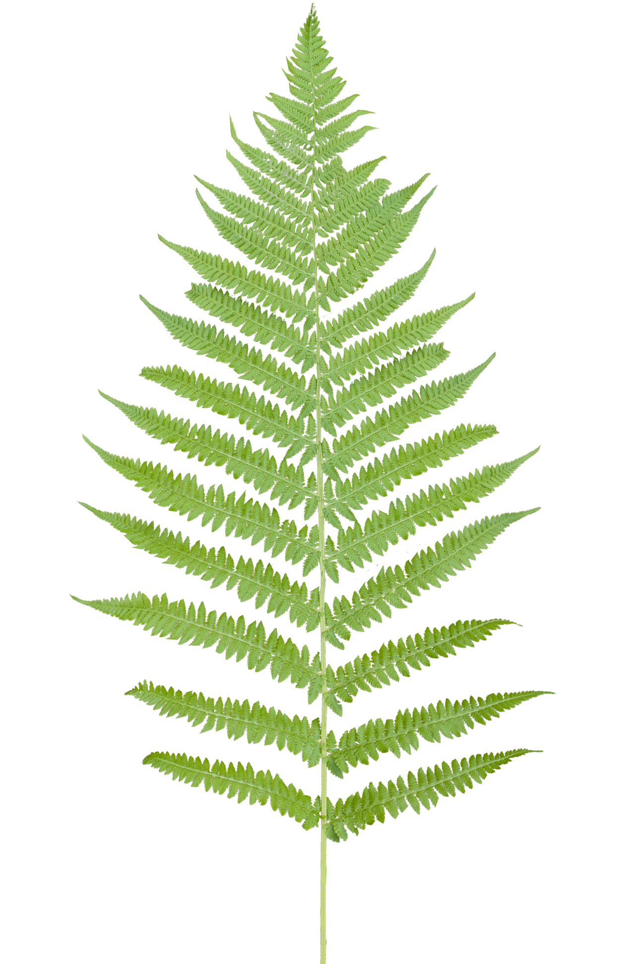 paramecij's vegetation base texture pack - vegetation_fern_08.png