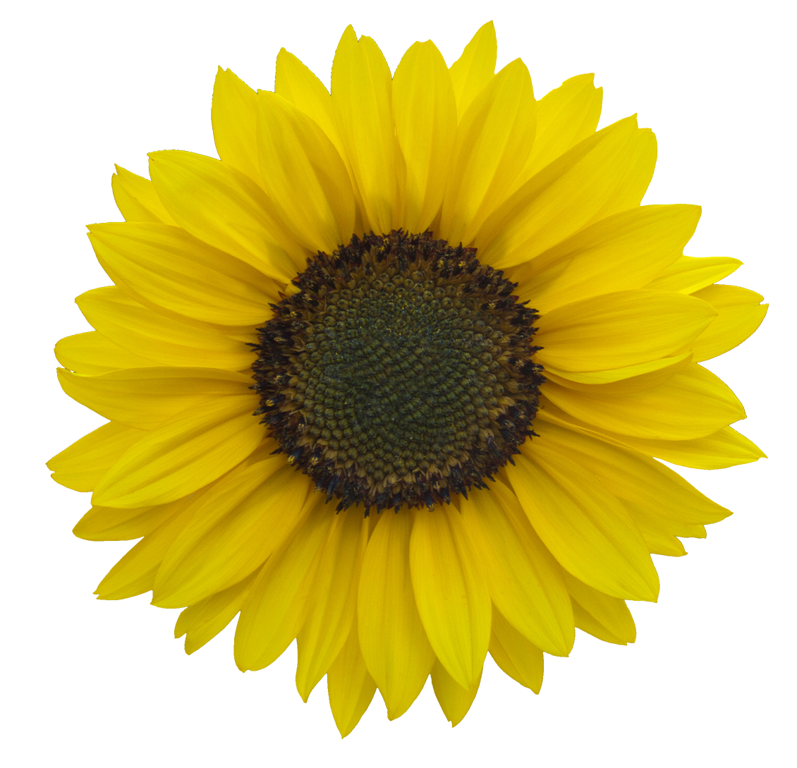 Free Free 326 Sunflower Svg Transparent Background SVG PNG EPS DXF File